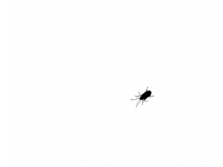 animated insect
