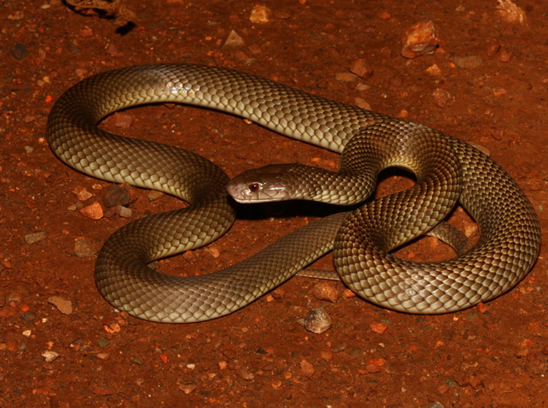 Mulga Snake or King Brown