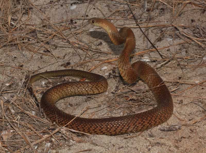western brown snake